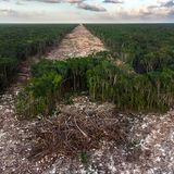 Mitten durch den Wald bei Paamul im Südosten Mexiko wird eine neue Eisenbahnlinie geschlagen. Sie soll den Tourismus fördern. Auch wenn Züge ein umweltfreundliches Verkehrsmittel sind, warnen Naturschützer vor den verheerenden Folgen: Die Trasse fragmentiert Ökosysteme, bedroht Schutzgebiete, archäologische Stätten und sie hat Auswirkungen auf indigene Völker. Um den besten Startpunkt für seine Drohne zu finden, wurde Fernando Constantino Martínez Belmar durch ein vier Kilometer langes unterirdisches Höhlensystem geführt