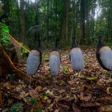 Perfekt aufgereiht, wartet eine Gruppe von Grauflügeltrompetern ab, dass eine Boa constrictor an ihnen vorbeigleitet. Trompeter - benannt nach ihren lauten Rufen - verbringen die meiste Zeit auf dem Waldboden. Dort fressen sie Früchte, Insekten und gelegentlich auch kleine Schlangen. Aber für die mehr als drei Meter lange Boa constrictor wären sie selbst eine fette Beute gewesen. Hadrien Lalagüe hatte seine Kamerafalle in der Nähe des Guiana Space Center in Französisch Guiana aufgestellt und sie sechs Monate gegen hohe Luftfeuchtigkeit, plastikfressende Ameisen und Wilderer geschützt