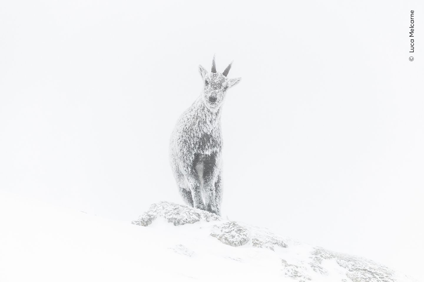 Um früh in das Steinbockgebiet in den französischen Alpen aufsteigen zu können, fuhr Luca Melcarne zunächst sechs Stunden lang auf Skiern durch den Naturpark Vercors und verbrachte dann eine bitterkalte Nacht in einer provisorischen Unterkunft.  Erst nachdem er seine Kamera mit seinem Atem aufgetaut hatte, konnte er den Steinbock porträtieren. Luca ist von Beruf Bergführer - und süchtig nach Kälte