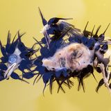 Dutzende Krötenkaulquappen laben sich an einem kleinen Spatz. Der flügge Vogel war bei einem seiner ersten Flugversuche vom Nest in einen Teich gestürzt und ertrunken. Juan Jésus Gonzales Ahumada passte den Moment ab, in dem Vogelauge und Kaulquappen gut erkennbar waren. Die Krötenlarven ernähren sich hauptsächlich von Algen, Pflanzen und Wirbellosen. Wenn sie größer werden, wächst auch ihr Appetit auf eine Fleischmahlzeit