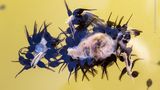 Dutzende Krötenkaulquappen laben sich an einem kleinen Spatz. Der flügge Vogel war bei einem seiner ersten Flugversuche vom Nest in einen Teich gestürzt und ertrunken. Juan Jésus Gonzales Ahumada passte den Moment ab, in dem Vogelauge und Kaulquappen gut erkennbar waren. Die Krötenlarven ernähren sich hauptsächlich von Algen, Pflanzen und Wirbellosen. Wenn sie größer werden, wächst auch ihr Appetit auf eine Fleischmahlzeit