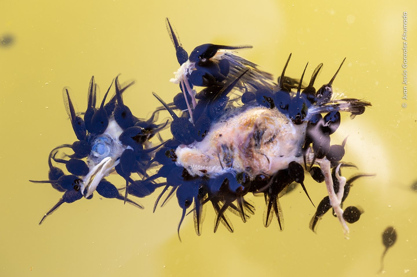 Dutzende Krötenkaulquappen laben sich an einem kleinen Spatz. Der flügge Vogel war bei einem seiner ersten Flugversuche vom Nest in einen Teich gestürzt und ertrunken. Juan Jésus Gonzales Ahumada passte den Moment ab, in dem Vogelauge und Kaulquappen gut erkennbar waren. Die Krötenlarven ernähren sich hauptsächlich von Algen, Pflanzen und Wirbellosen. Wenn sie größer werden, wächst auch ihr Appetit auf eine Fleischmahlzeit