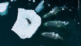 Orcas organisieren sich in unterschiedlich großen Gruppen, je nach Verhalten, Lebensraum und Beutevorlieben. Der Ökotyp B1 besteht aus nur rund 100 Tieren, bevorzugt Robben und hat eine spezielle Jagdmethode entwickelt: Diese drei Wale machen sich bereit, gemeinsam eine Welle zu erzeugen und die Weddellrobbe von der Scholle zu spülen. Der Brite Bertie Gregory begleitete die Tiere mit dem Segelschiff und setzte eine Drohne ein, um ihr Verhalten zu dokumentieren