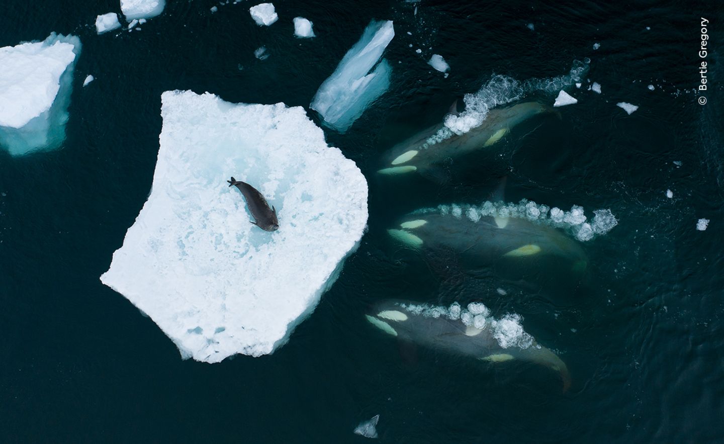 Orcas organisieren sich in unterschiedlich großen Gruppen, je nach Verhalten, Lebensraum und Beutevorlieben. Der Ökotyp B1 besteht aus nur rund 100 Tieren, bevorzugt Robben und hat eine spezielle Jagdmethode entwickelt: Diese drei Wale machen sich bereit, gemeinsam eine Welle zu erzeugen und die Weddellrobbe von der Scholle zu spülen. Der Brite Bertie Gregory begleitete die Tiere mit dem Segelschiff und setzte eine Drohne ein, um ihr Verhalten zu dokumentieren