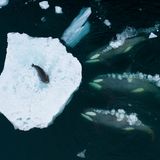 Orcas organisieren sich in unterschiedlich großen Gruppen, je nach Verhalten, Lebensraum und Beutevorlieben. Der Ökotyp B1 besteht aus nur rund 100 Tieren, bevorzugt Robben und hat eine spezielle Jagdmethode entwickelt: Diese drei Wale machen sich bereit, gemeinsam eine Welle zu erzeugen und die Weddellrobbe von der Scholle zu spülen. Der Brite Bertie Gregory begleitete die Tiere mit dem Segelschiff und setzte eine Drohne ein, um ihr Verhalten zu dokumentieren