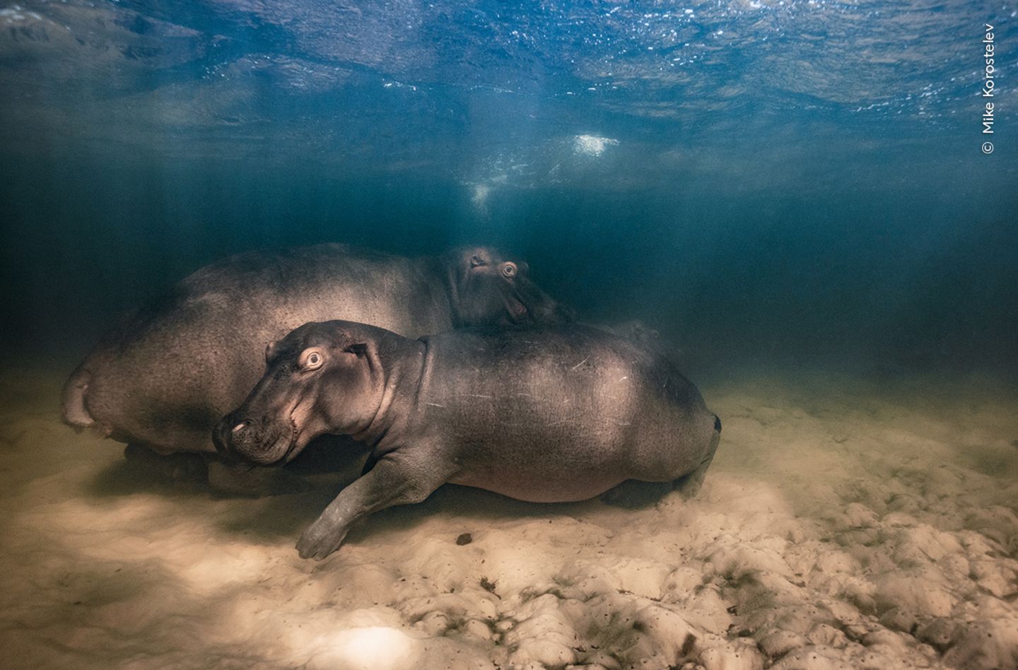 Wildlife Photographer Of The Year Die Besten Naturfotos 2023 GEO   Wildlife Photographer Of The Year 2023 Mike Korostelev Winner Underwater 