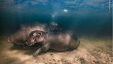 Im klaren Wasser der südafrikanischen Kosi Bay ruht ein Flusspferd mit seinen beiden Jungen. Mike Korostelev verbrachte nur 20 Sekunden unter Wasser, um sein Bild aus sicherer Entfernung zu machen und die Mutter nicht zu erschrecken. Ihr war sein Boot vertraut: Seit mehr als zwei Jahren besucht der Fotograf die Flusspferde. Gerade Mütter sind angriffslustig. Die Hippos gelten als das gefährlichste Tier Afrikas - und sind doch vor allem selbst gefährdet. Wegen des Elfenbeins ihrer Zähne werden sie gejagt
