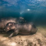 Im klaren Wasser der südafrikanischen Kosi Bay ruht ein Flusspferd mit seinen beiden Jungen. Mike Korostelev verbrachte nur 20 Sekunden unter Wasser, um sein Bild aus sicherer Entfernung zu machen und die Mutter nicht zu erschrecken. Ihr war sein Boot vertraut: Seit mehr als zwei Jahren besucht der Fotograf die Flusspferde. Gerade Mütter sind angriffslustig. Die Hippos gelten als das gefährlichste Tier Afrikas - und sind doch vor allem selbst gefährdet. Wegen des Elfenbeins ihrer Zähne werden sie gejagt