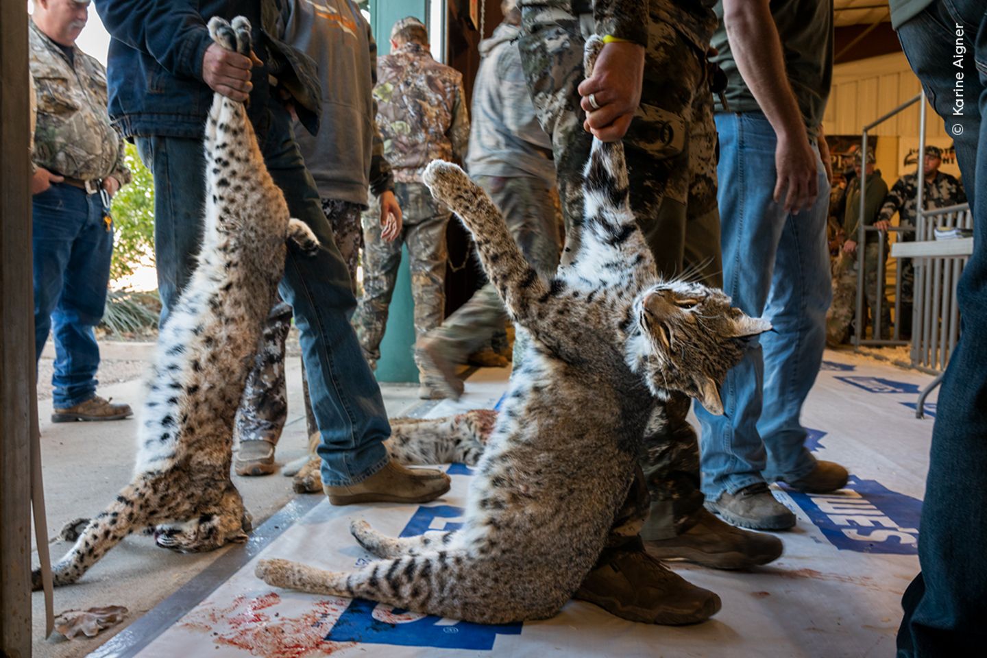 Wer hat den schwersten Luchs erlegt? Beim West Texas Big Bobcat Contest, dem höchstdotierten Raubwildjagdwettbewerb der USA, stehen die Teilnehmenden Schlange, um ihre Trophäen wiegen zu lassen. Einer der Preise ist für den schwersten Rotluchs bestimmt: Im Vorjahr erhielt der Gewinner 35.530 US-Dollar (rund 33.500 Euro).  In Texas gibt es zwar strenge Vorschriften für "Wildtiere", doch bestimmte Raubtiere wie Rotluchse, Berglöwen und Kojoten können jederzeit und mit allen Mitteln getötet werden. Karine Aigner dokumentiert die jährlichen Jagdwettbewerbe in dem Bundesstaat