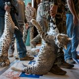 Wer hat den schwersten Luchs erlegt? Beim West Texas Big Bobcat Contest, dem höchstdotierten Raubwildjagdwettbewerb der USA, stehen die Teilnehmenden Schlange, um ihre Trophäen wiegen zu lassen. Einer der Preise ist für den schwersten Rotluchs bestimmt: Im Vorjahr erhielt der Gewinner 35.530 US-Dollar (rund 33.500 Euro).  In Texas gibt es zwar strenge Vorschriften für "Wildtiere", doch bestimmte Raubtiere wie Rotluchse, Berglöwen und Kojoten können jederzeit und mit allen Mitteln getötet werden. Karine Aigner dokumentiert die jährlichen Jagdwettbewerbe in dem Bundesstaat
