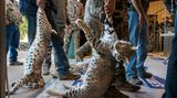 Wer hat den schwersten Luchs erlegt? Beim West Texas Big Bobcat Contest, dem höchstdotierten Raubwildjagdwettbewerb der USA, stehen die Teilnehmenden Schlange, um ihre Trophäen wiegen zu lassen. Einer der Preise ist für den schwersten Rotluchs bestimmt: Im Vorjahr erhielt der Gewinner 35.530 US-Dollar (rund 33.500 Euro).  In Texas gibt es zwar strenge Vorschriften für "Wildtiere", doch bestimmte Raubtiere wie Rotluchse, Berglöwen und Kojoten können jederzeit und mit allen Mitteln getötet werden. Karine Aigner dokumentiert die jährlichen Jagdwettbewerbe in dem Bundesstaat