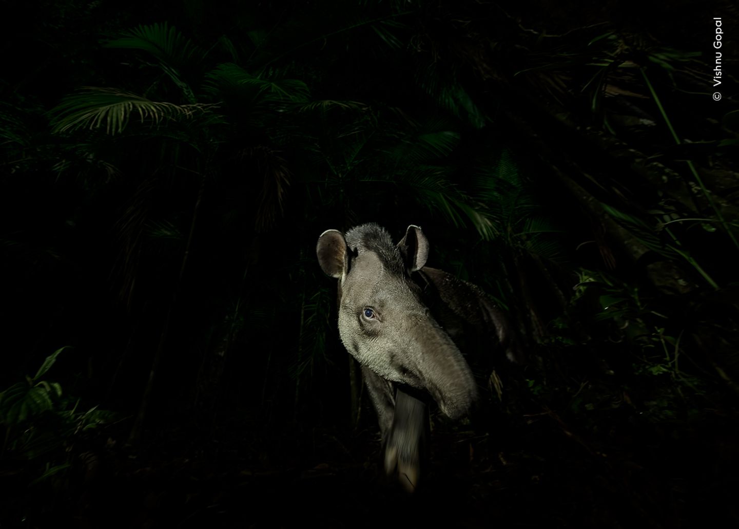 Als ein Flachlandtapir vorsichtig aus dem brasilianischen Regenwald tritt, leutet ihn Vishnu Gopal mit einer Taschenlampe an und fängt sein Profil mit einer Langzeitbelichtung ein. Der indische Fotograf hatte zuvor Hufspuren entdeckt und den Tapir erwartet. Flachlandtapire sind wichtige Samenverbreiter und auf Wald angewiesen