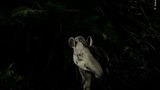 Als ein Flachlandtapir vorsichtig aus dem brasilianischen Regenwald tritt, leutet ihn Vishnu Gopal mit einer Taschenlampe an und fängt sein Profil mit einer Langzeitbelichtung ein. Der indische Fotograf hatte zuvor Hufspuren entdeckt und den Tapir erwartet. Flachlandtapire sind wichtige Samenverbreiter und auf Wald angewiesen