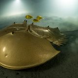 Der Fotowettbewerb wird seit 1984 vom Londoner Natural History Museum ausgerichtet. Das Siegerbild zeigt einen Drei-Wirbelsäulen-Pfeilschwanzkrebs. Seine Art existierte schon zur Dinosaurierzeit, heute ist sie gefährdet. Die Lebensräume in Küstengewässern schwinden, das leuchtend blaues Blut des Tieres wird für Impfstoffe verwendet. Laurent Ballesta konnte das lebende Fossil, begleitet von drei Goldmakrelen, in den geschützten Gewässern von Pangatalan Island auf den Philippinen fotografieren. Es ist bereits das zweite Mal, dass der Meeresbiologe die höchste Auszeichnung der Preisjury erhält