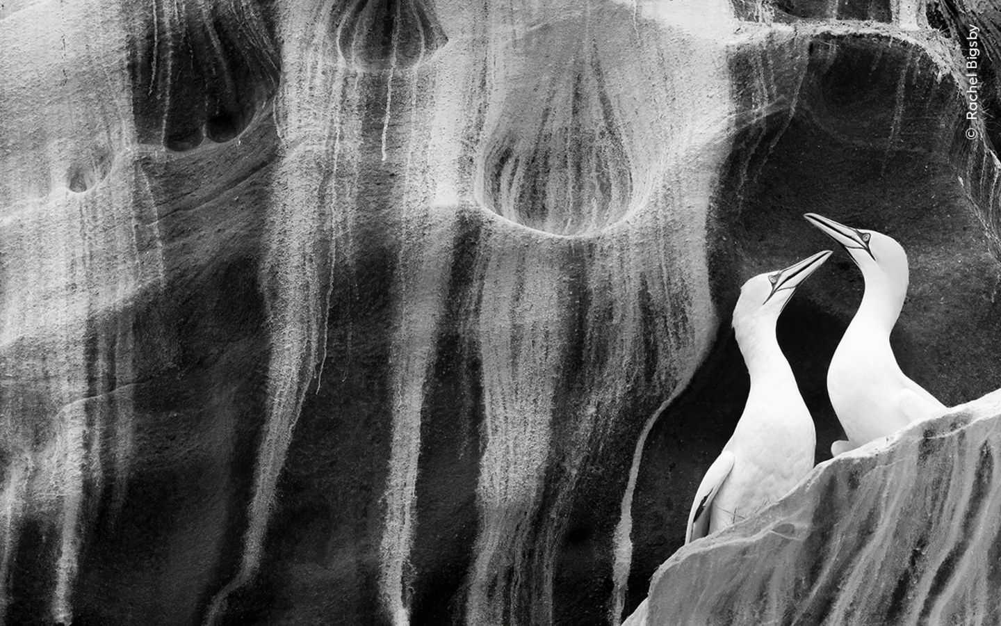 Trotz stürmischer See gelang es Rachel Bigsby, vom Boot aus Basstölpel auf der Isle of Noss in Schottland zu fotografieren. in den steilen Felsen, von Guano weiß gezeichnet, entdeckte sie ein Paar, die Hälse ineinander verschränkt. Jeden Sommer brüten mehr als 22.000 Basstölpel in den Felsvorsprüngen. Vom Ausbruch der Vogelgrippe im Jahr 2022 war ihre Art am stärksten betroffen