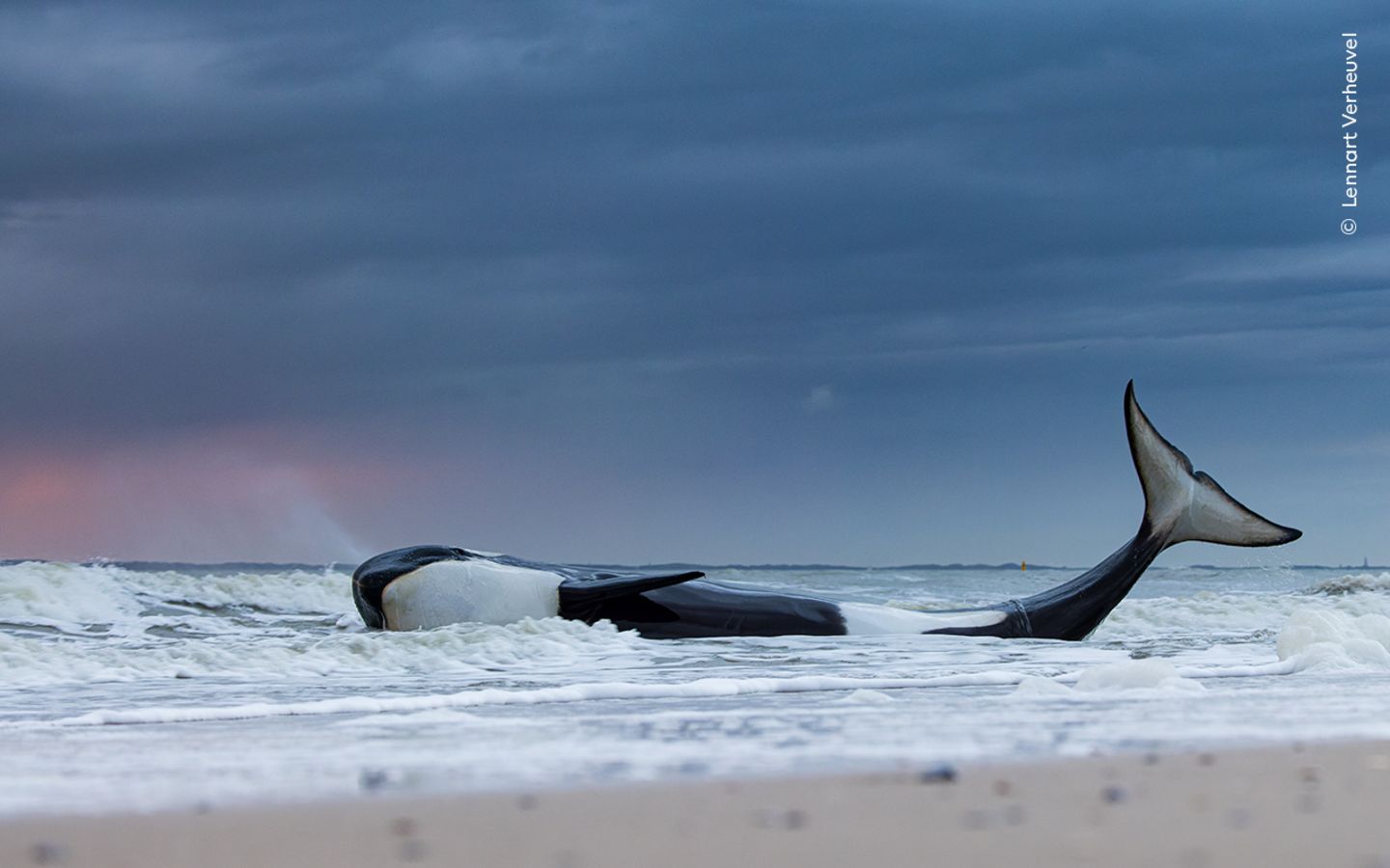 Lennart Verheuvel zeigt die letzten Momente eines an der niederländischen Küste gestrandeten Orcas. Alle Rettungsversuche waren gescheitert. Eine spätere Untersuchung ergab, dass der Wal nicht nur stark unterernährt, sondern auch krank gewesen ist. Orcas in europäischen Gewässern weisen die weltweit höchsten Konzentrationen an polychlorierten Biphenylen auf. Diese verbotenen Chemikalien bleiben jahrelang in den marinen Nahrungsnetzen. Sie schwächen das Immunsystem und die Fruchtbarkeit von Walen, Schweinswalen und Delfinen