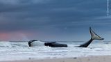 Lennart Verheuvel zeigt die letzten Momente eines an der niederländischen Küste gestrandeten Orcas. Alle Rettungsversuche waren gescheitert. Eine spätere Untersuchung ergab, dass der Wal nicht nur stark unterernährt, sondern auch krank gewesen ist. Orcas in europäischen Gewässern weisen die weltweit höchsten Konzentrationen an polychlorierten Biphenylen auf. Diese verbotenen Chemikalien bleiben jahrelang in den marinen Nahrungsnetzen. Sie schwächen das Immunsystem und die Fruchtbarkeit von Walen, Schweinswalen und Delfinen