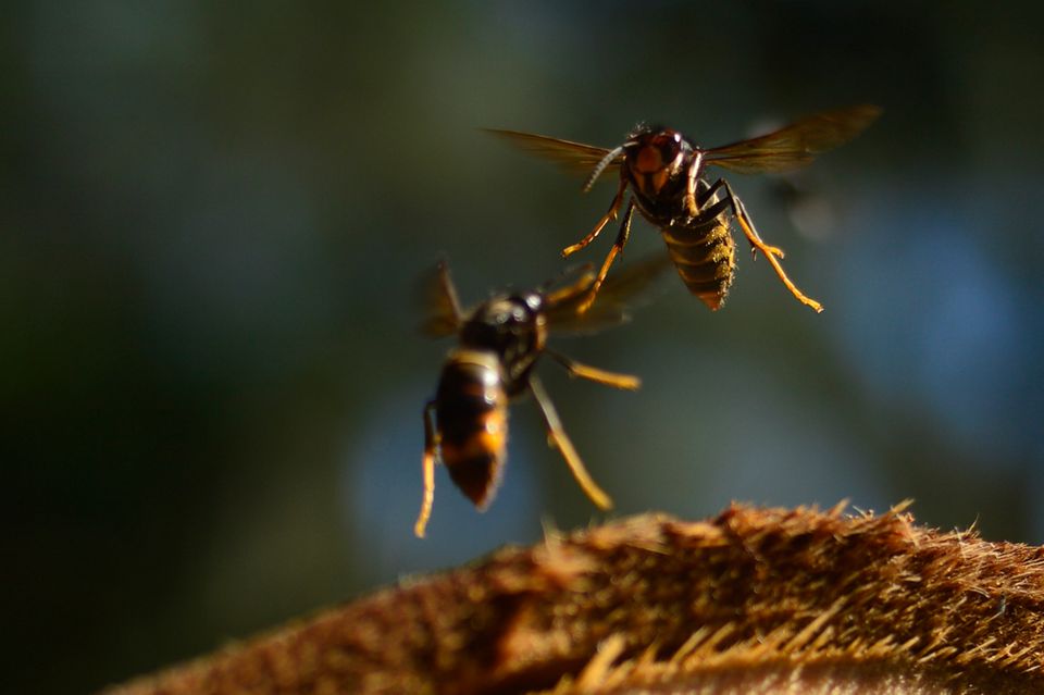 Asiatische Hornissen machen Jagd auf eine große Bandbreite von Insekten  1.2492