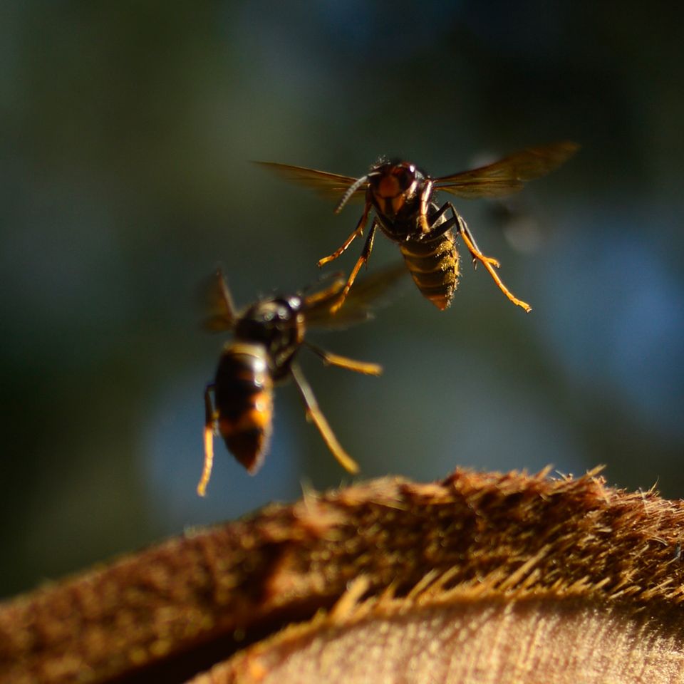 Asiatische Hornissen machen Jagd auf eine große Bandbreite von Insekten