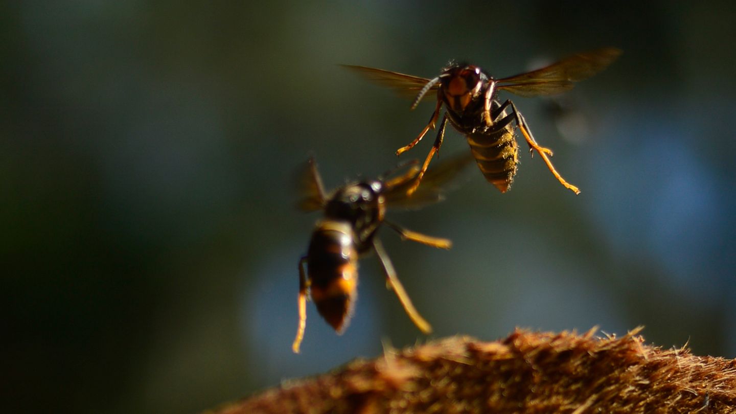 Asiatische Hornissen machen Jagd auf eine große Bandbreite von Insekten