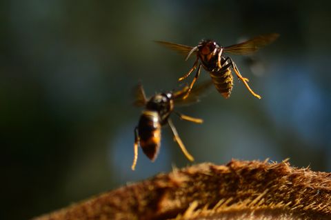 Asiatische Hornissen machen Jagd auf eine große Bandbreite von Insekten