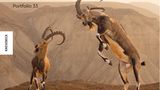 Die 100 besten Bilder des Wettbewerbs finden sich in dem soeben erschienen Band Wildlife Fotografien des Jahres. Portfolio 33. Auch das Coverbild wurde ausgezeichnet: in der Kategorie "Tiere in ihrem Lebensraum". Der Naturfotograf Amit Eshel hat in der Zin Wüste Israels den Zusammenstoß zweier nubischer Steinböcke beobachtet  Wildlife Fotografien des Jahres - Portfolio 33  Knesebeck-Verlag, 38,00 €