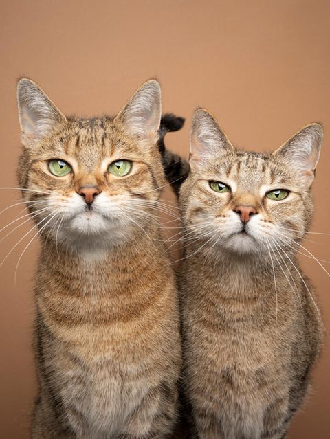 Zwei Katzen, die in die Kamera schauen