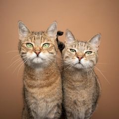 Zwei Katzen, die in die Kamera schauen