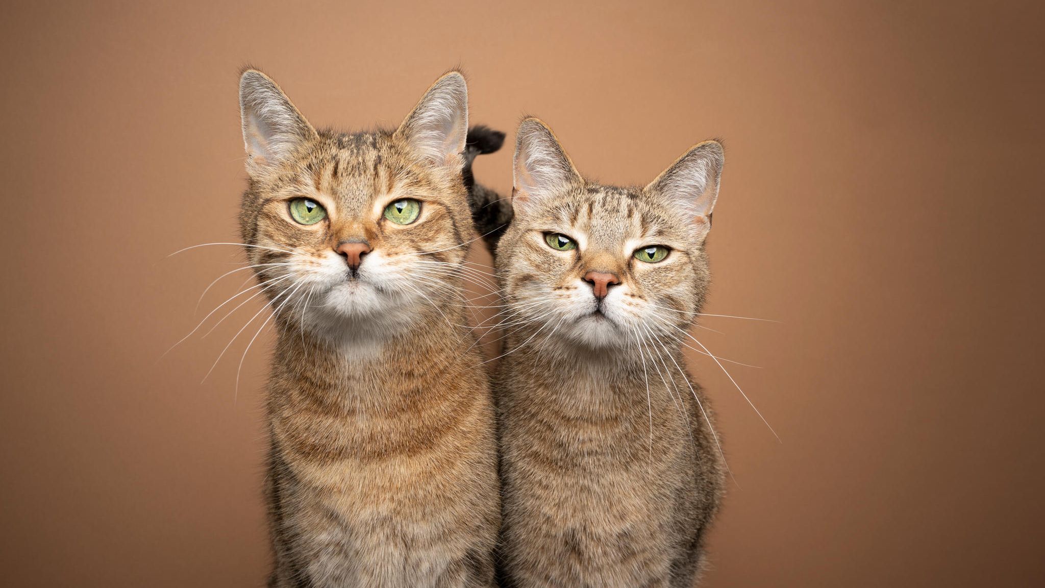 Zwei Katzen, die in die Kamera schauen
