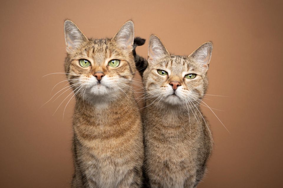 Zwei Katzen, die in die Kamera schauen