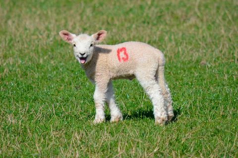 Ein junges Schaf