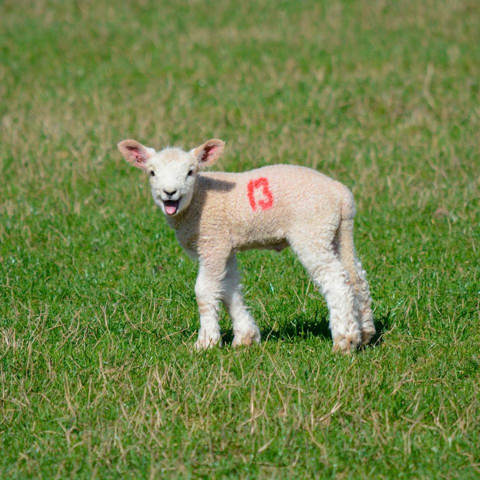 Ein junges Schaf