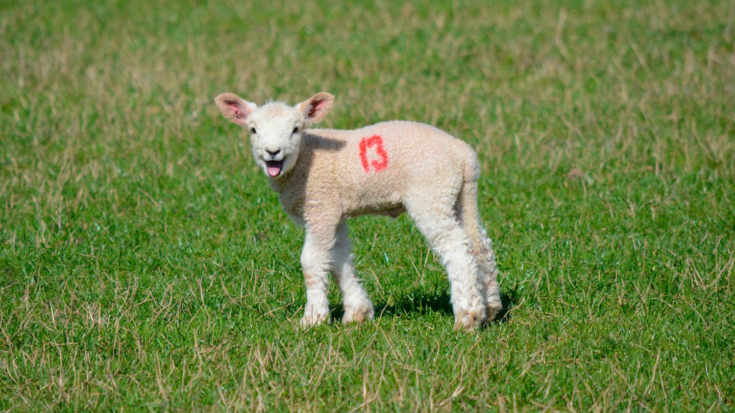 Ein junges Schaf