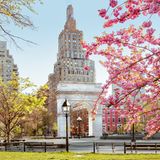 Im Frühjahr verwandeln sich die Parks und Gärten der Megastadt in ein Meer aus zarten Blüten. So auch die Umgebung des Washington Square Arch an der Fifth Avenue. In Japan gibt es ein Wort für das Schwelgen in der Pracht der Kirschblüten: »Hanami«
