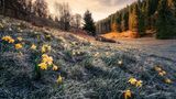 Die Laubbäume mit ihren kahlen Zweigen mögen so tun, als würde der Winter nie vorübergehen. Aber das leuchtende Gelb der Narzissenblüten auf dieser Wiese nahe Monschau kündet davon, dass die Natur schon einen Schritt weiter ist: Der Frühling kommt!