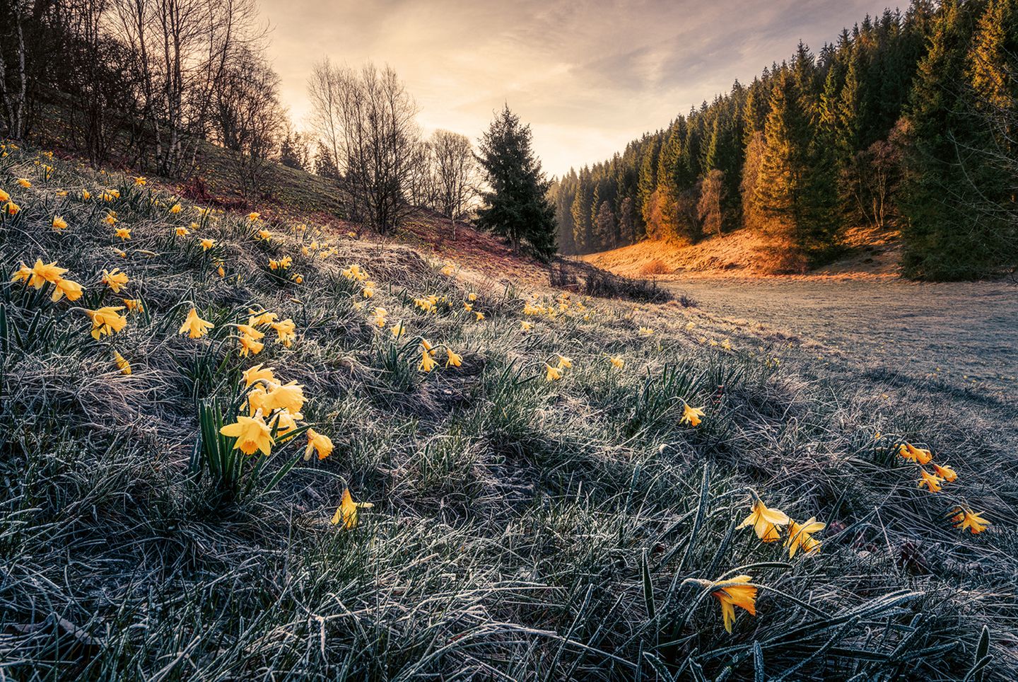Die Laubbäume mit ihren kahlen Zweigen mögen so tun, als würde der Winter nie vorübergehen. Aber das leuchtende Gelb der Narzissenblüten auf dieser Wiese nahe Monschau kündet davon, dass die Natur schon einen Schritt weiter ist: Der Frühling kommt!