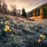 Die Laubbäume mit ihren kahlen Zweigen mögen so tun, als würde der Winter nie vorübergehen. Aber das leuchtende Gelb der Narzissenblüten auf dieser Wiese nahe Monschau kündet davon, dass die Natur schon einen Schritt weiter ist: Der Frühling kommt!