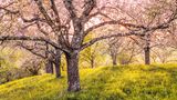 Von dem Wehrbau, der sich einst auf der Kuppe des Berges Limburg erhob, ist nicht einmal eine Ruine geblieben. Aber – die Blüte der Obstbäume an den Flanken des erloschenen Vulkans beweist es eindrucksvoll Frühling für Frühling – auf jedes Vergehen folgt ein Werden