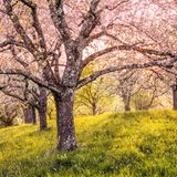 Von dem Wehrbau, der sich einst auf der Kuppe des Berges Limburg erhob, ist nicht einmal eine Ruine geblieben. Aber – die Blüte der Obstbäume an den Flanken des erloschenen Vulkans beweist es eindrucksvoll Frühling für Frühling – auf jedes Vergehen folgt ein Werden