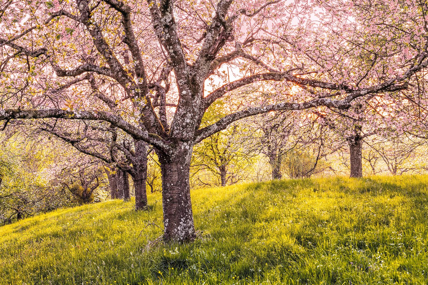 Von dem Wehrbau, der sich einst auf der Kuppe des Berges Limburg erhob, ist nicht einmal eine Ruine geblieben. Aber – die Blüte der Obstbäume an den Flanken des erloschenen Vulkans beweist es eindrucksvoll Frühling für Frühling – auf jedes Vergehen folgt ein Werden