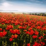 Dass der Geo- und Naturpark, in dem dieses Mohnfeld liegt, Frau-Holle-Land heißt, scheint angesichts der hochsommerlichen Farbenpracht nicht unbedingt nahezuliegen. Der Park trägt seinen Namen aber nicht wegen häufigen Schneefalls, sondern weil das gleichnamige Märchen wohl in der Gegend spielt