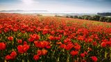 Dass der Geo- und Naturpark, in dem dieses Mohnfeld liegt, Frau-Holle-Land heißt, scheint angesichts der hochsommerlichen Farbenpracht nicht unbedingt nahezuliegen. Der Park trägt seinen Namen aber nicht wegen häufigen Schneefalls, sondern weil das gleichnamige Märchen wohl in der Gegend spielt