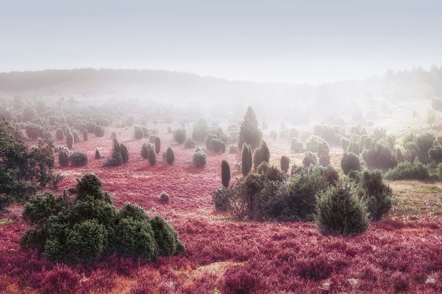 Lüneburger Heide, Niedersachsen Die Bäume scheinen auf Zwergengröße geschrumpft, das Heidekraut trägt Farben aus einer anderen Welt. Dazu der Nebel, der alles, was weiter als einen Steinwurf entfernt liegt, im Vagen lässt: Es dürfte kein Zufall sein, dass dieser Talkessel bei Wilsede den Namen »Totengrund« trägt