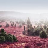 Die Bäume scheinen auf Zwergengröße geschrumpft, das Heidekraut trägt Farben aus einer anderen Welt. Dazu der Nebel, der alles, was weiter als einen Steinwurf entfernt liegt, im Vagen lässt: Es dürfte kein Zufall sein, dass dieser Talkessel bei Wilsede den Namen »Totengrund« trägt