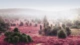Die Bäume scheinen auf Zwergengröße geschrumpft, das Heidekraut trägt Farben aus einer anderen Welt. Dazu der Nebel, der alles, was weiter als einen Steinwurf entfernt liegt, im Vagen lässt: Es dürfte kein Zufall sein, dass dieser Talkessel bei Wilsede den Namen »Totengrund« trägt