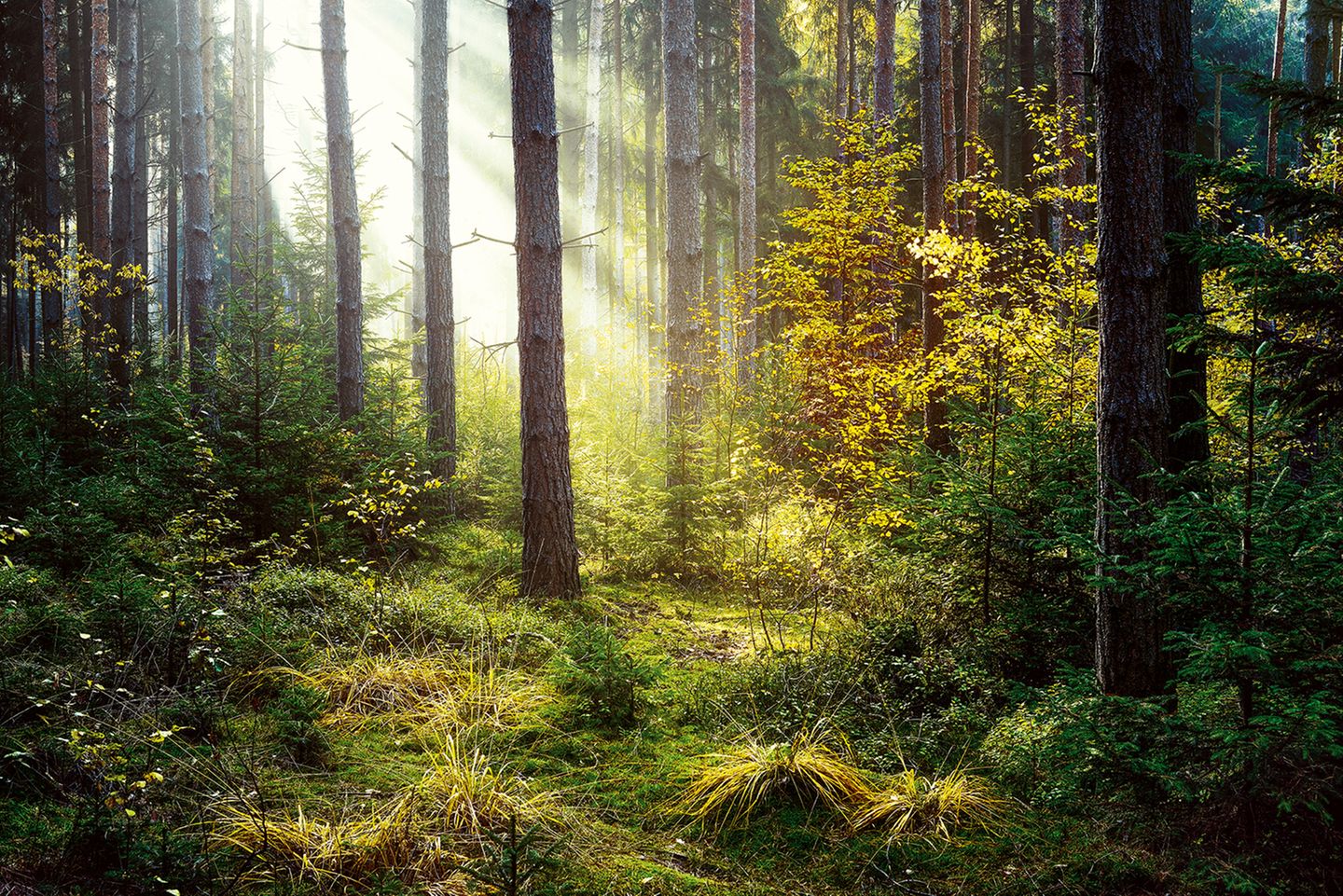 Thüringer Schiefergebirge Kerzengerade ragen die Fichten in den beinahe 900 Meter hohen Bergen westlich von Zwickau auf. Und sollte unter den Stürmen des Herbsts der eine oder andere altersschwache Nadelbaum aufgeben: Der Nachwuchs ist längst zur Stelle, bereit, jede Lücke sofort zu schließen