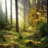 Kerzengerade ragen die Fichten in den beinahe 900 Meter hohen Bergen westlich von Zwickau auf. Und sollte unter den Stürmen des Herbsts der eine oder andere altersschwache Nadelbaum aufgeben: Der Nachwuchs ist längst zur Stelle, bereit, jede Lücke sofort zu schließen