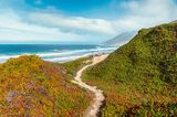 Auf dem schmalen Fußweg durch den Garrapata State Park, direkt am Saum des Pazifischen Ozeans, offenbart sich das berühmte Wunder von Big Sur: Im »Großen Süden«, dem Küstenstreifen von Kalifornien am Fuße des Santa-Lucia-Gebirges, ist die Natur noch überwältigend schön. Manchmal, mit etwas Glück, zeigt sich in den Wellen gar einer ihrer lebensklugen Bewohner: ein Seeotter