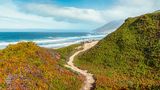 Auf dem schmalen Fußweg durch den Garrapata State Park, direkt am Saum des Pazifischen Ozeans, offenbart sich das berühmte Wunder von Big Sur: Im »Großen Süden«, dem Küstenstreifen von Kalifornien am Fuße des Santa-Lucia-Gebirges, ist die Natur noch überwältigend schön. Manchmal, mit etwas Glück, zeigt sich in den Wellen gar einer ihrer lebensklugen Bewohner: ein Seeotter
