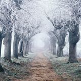Still wachen die Bäume. Auch in eisigen Zeiten breiten sie ihre Äste schützend über den Wanderer. Denn wer durch die friedvolle Landschaft rings um Bad Staffelstein am Obermain streift, wer die gastlichen Dörfer, das altehrwürdige Kloster Banz oder die Wallfahrtsbasilika Vierzehnheiligen erkundet, kann sich allzeit geborgen fühlen: Das Frankenlied besingt diese Region gar als »Gottesgarten«
